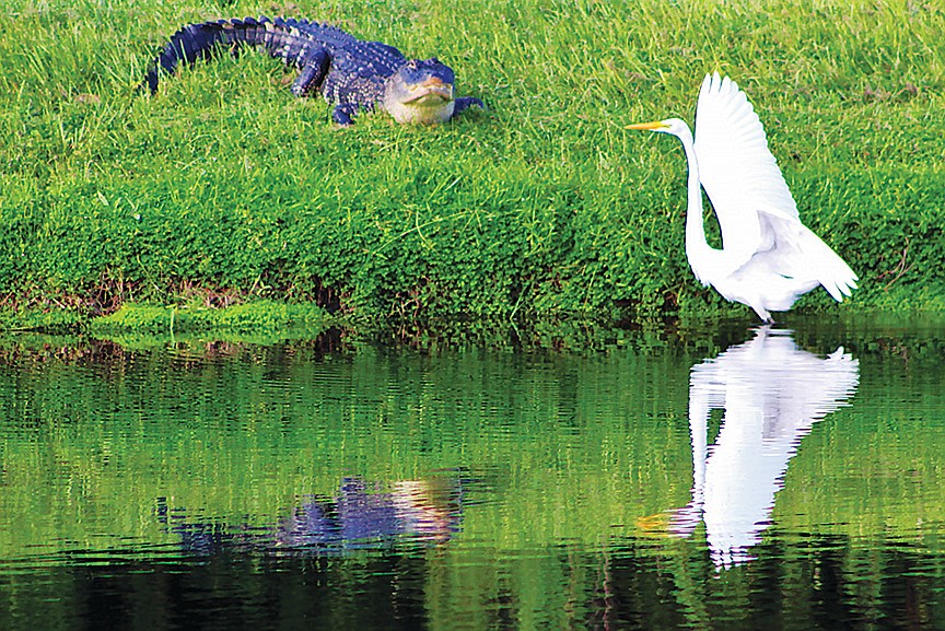 Richard Bottorff submitted this photo of a heron opening its wings after walking into eyeshot of an alligator in Bradenton.