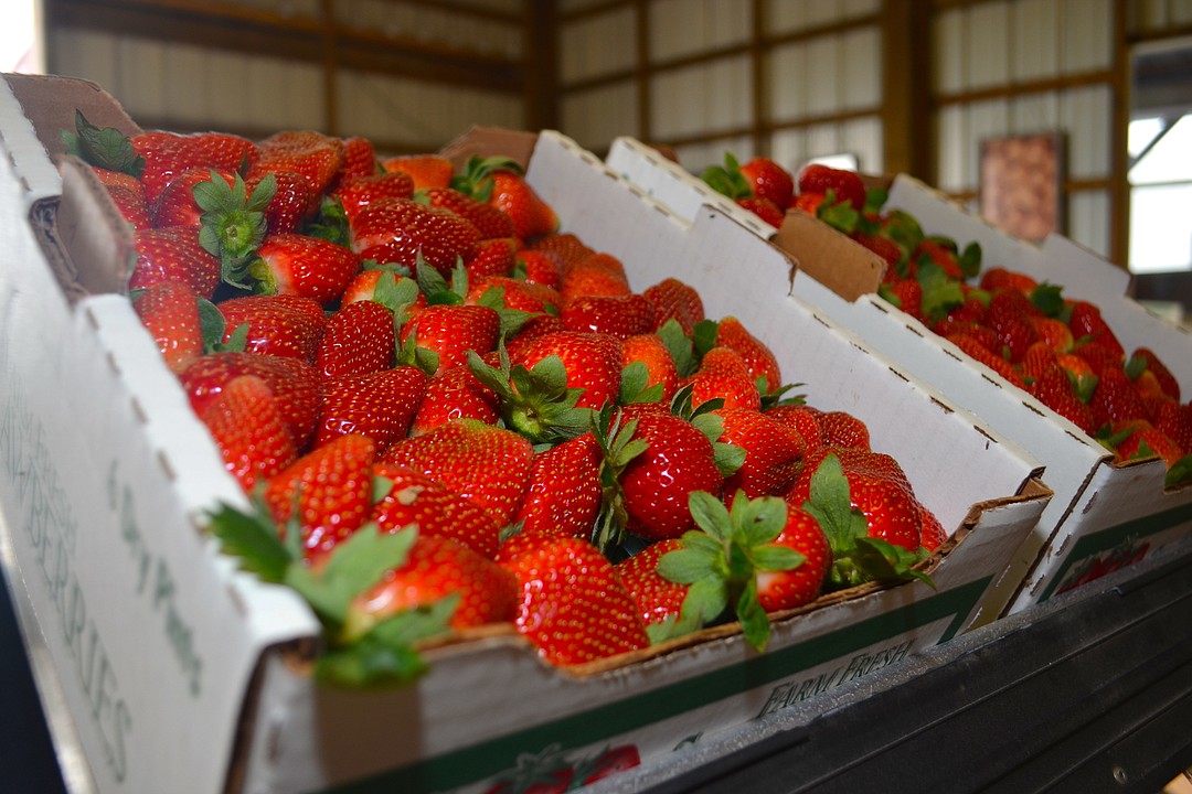 Farms In East County Witness Strawberry Shortage Your Observer