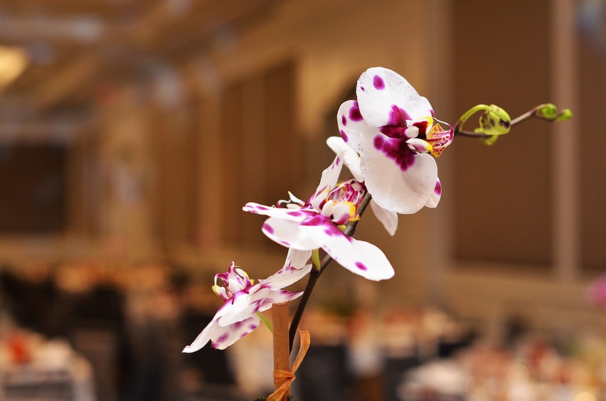 Each table centerpiece featured an orchid.