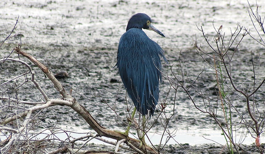 Pamela Williams submitted this photo of a little blue heron at Celery Fields.