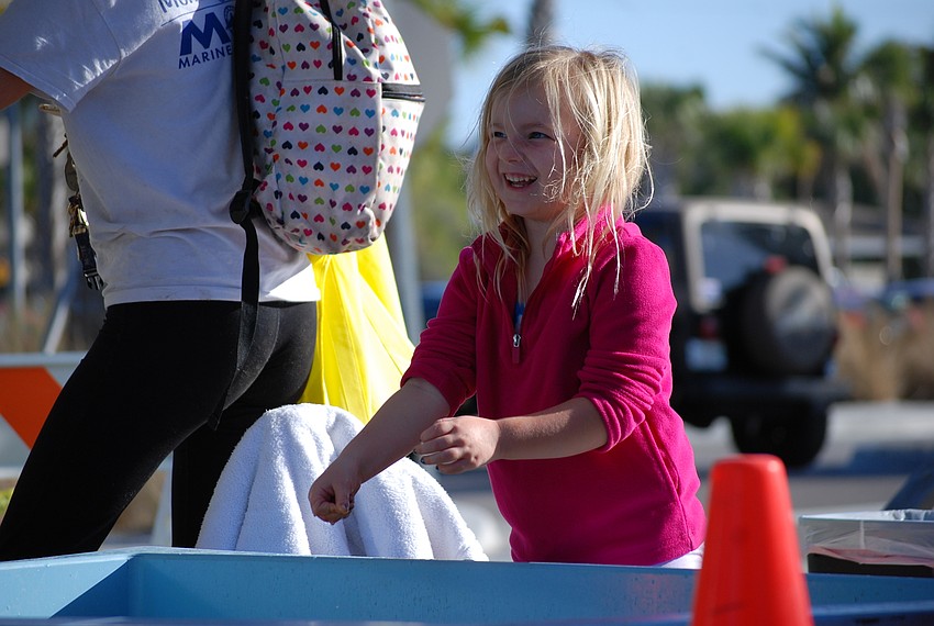 Clara  Eustace explores the touch tank at Mote Marine's display.