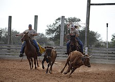The Polo Grill roping team tries to rope a steer.