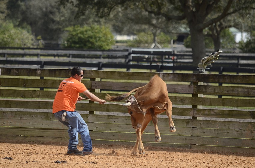 Poncho Davis works a steer.