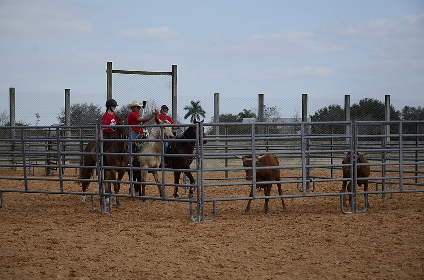 The Triple J team successfully pens two steers.