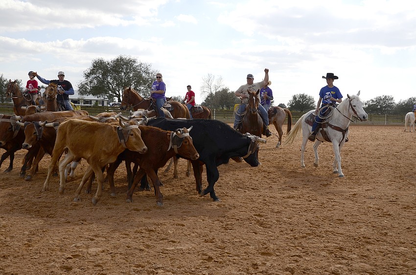 Cowboys round up the cattle for calf roping.