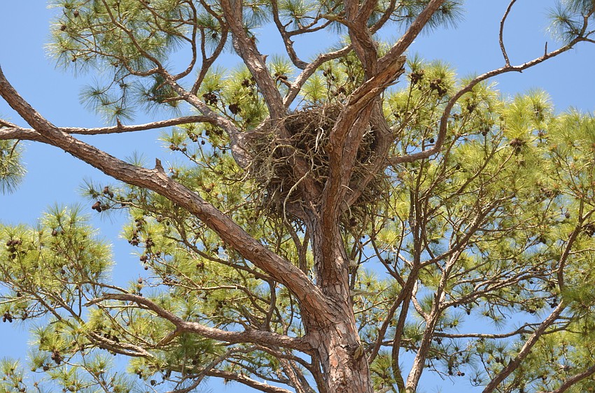 The bald eagle nest will halt construction at 601 Triton Bend until May 1.