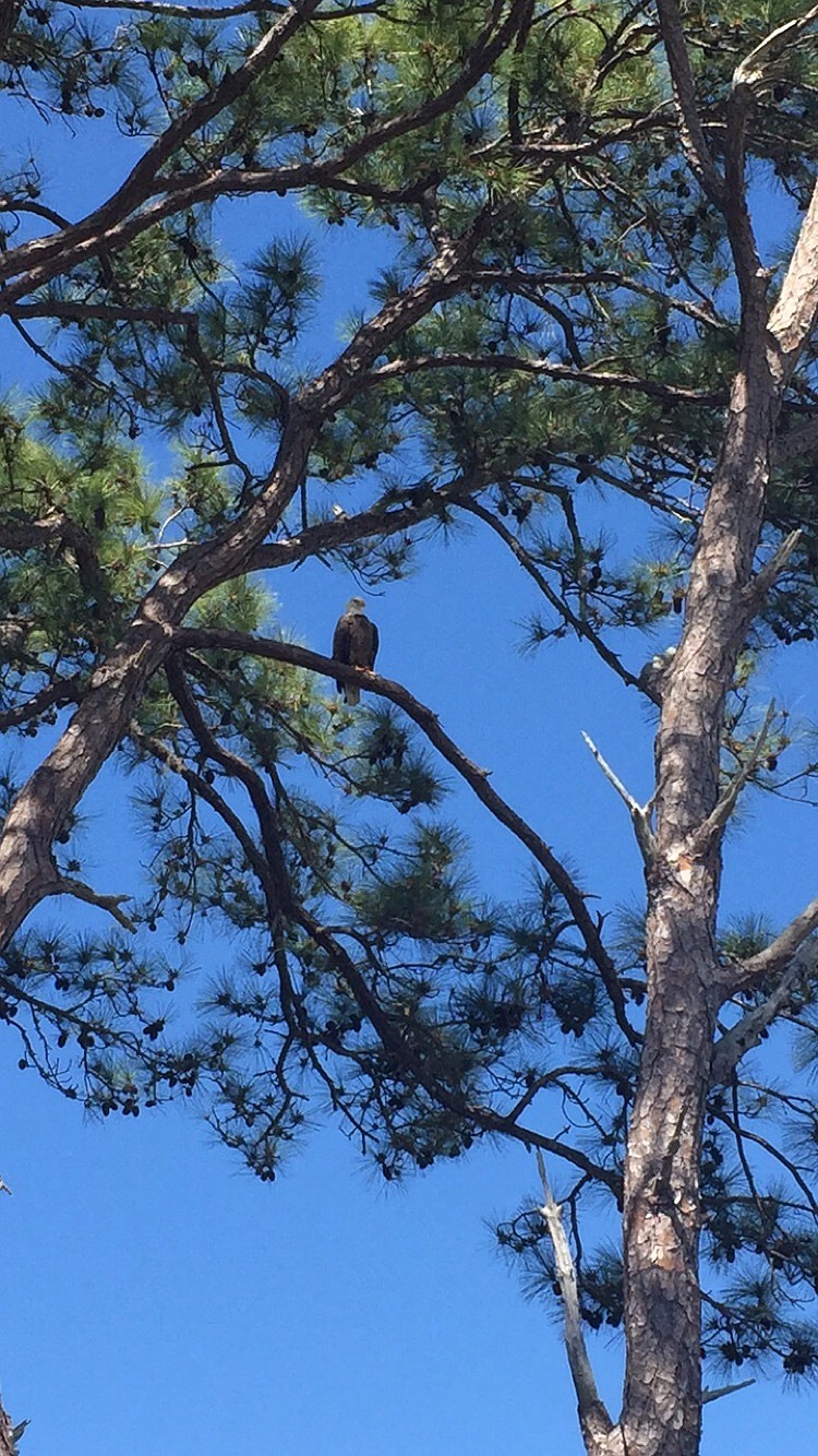 The bald eagle nest will halt construction at 601 Triton Bend until May 1.