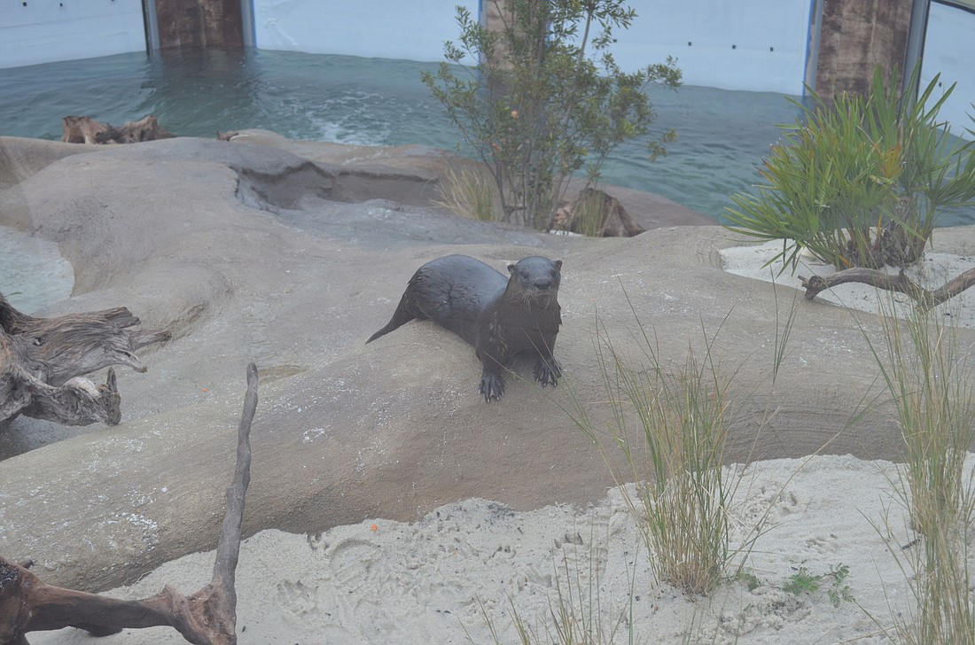 The otters enjoy both a land and aquatic area of the exhibit.