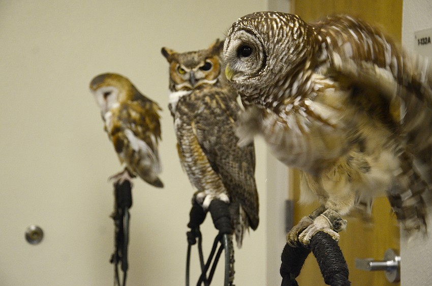 Wildlife, Inc., brought some of its rescued owls for families to admire.