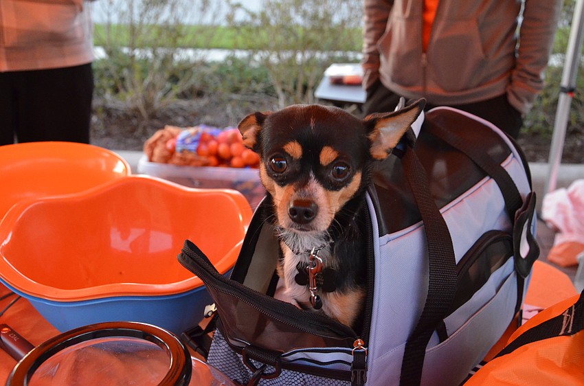 Butters the Chihuahua stays warm before the race. His owner, Shelley Schreiber, studio manager of Orange Theory Fitness on University Parkway, said he would get first place in the race.