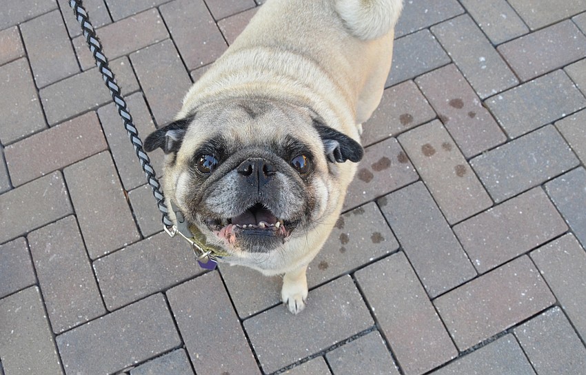 Squiz the pug gets ready for the race with his pug sister Miley and human family Summer and Andrea Rutsky of Lakewood Ranch.