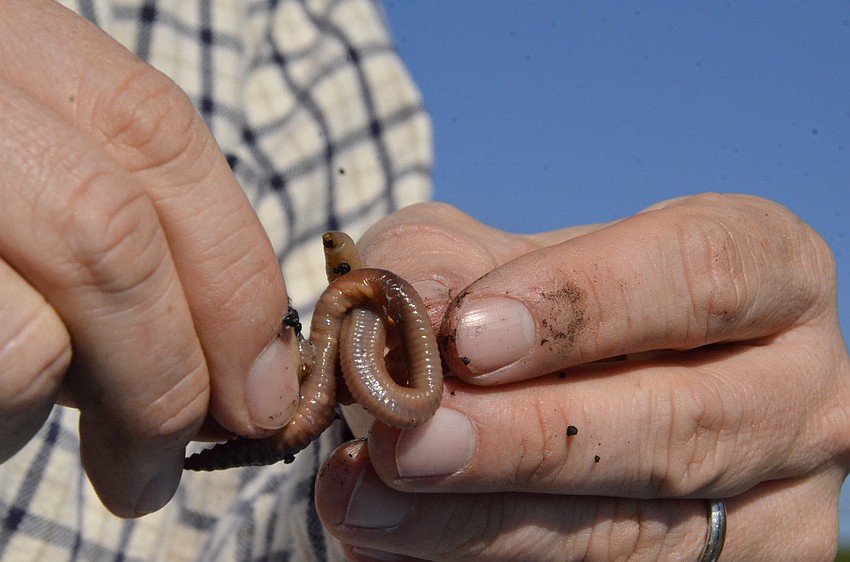Michael Johnson of Lakewood Ranch baits a hook with a worm.