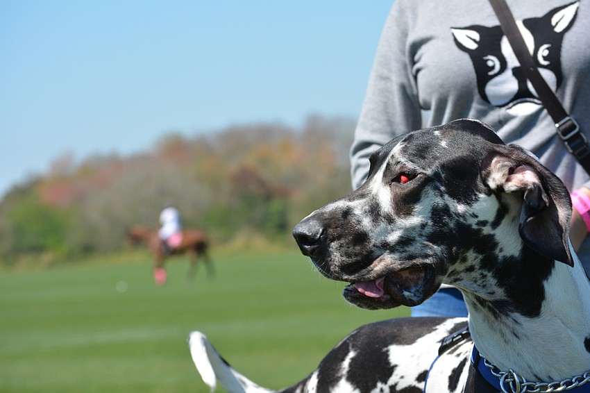 Atticus, a 14-month-old Great Dane brought to the event by owner Arlene Wright of Orlando, sits along the edge of the polo field wondering what it would be like to play polo.