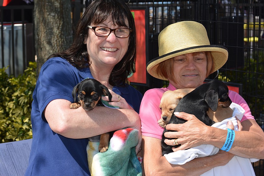 Laura Miller holds 8-week-old puppy Sharon while Cher Grossman holds tan Ava and black Carrie, who were born with Sharon. All three chihuahua puppies are available at Nate's Honor Animal Rescue.