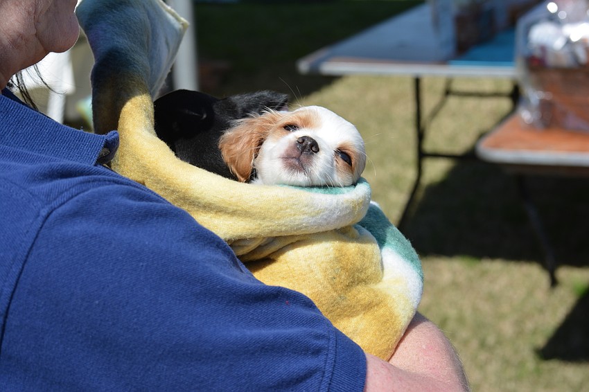 Gracy, an 8-week-old chihuahua is available at Nate's Honor Animal Rescue.
