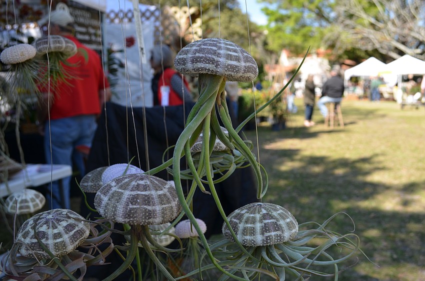 These hanging jellyfish were made using recycled sea urchin shells filled with tillandsia a type of air plant.