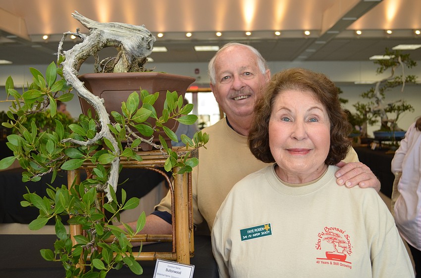 Martin and Faye Rosen with one of their entries for the Sho Fu annual Bonsai Show. The buttonwood tree is done in a cascade style. This tree is estimated to be more than 100 years old and has been potted or 
