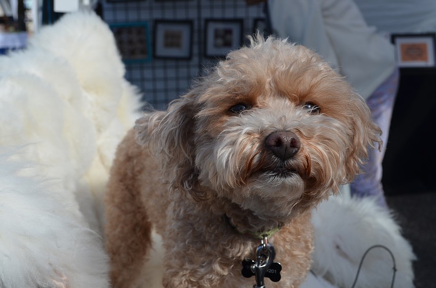 Six-year-old Romeo greets customers at the booth for his master Joni Marhula.