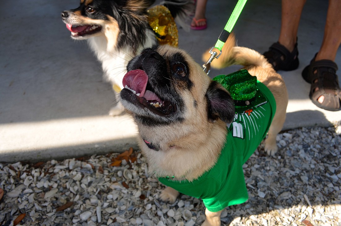 Carly the pug participated in the Lucky Dog Parade in 2015. The event will be held at 12:30 p.m. this year.