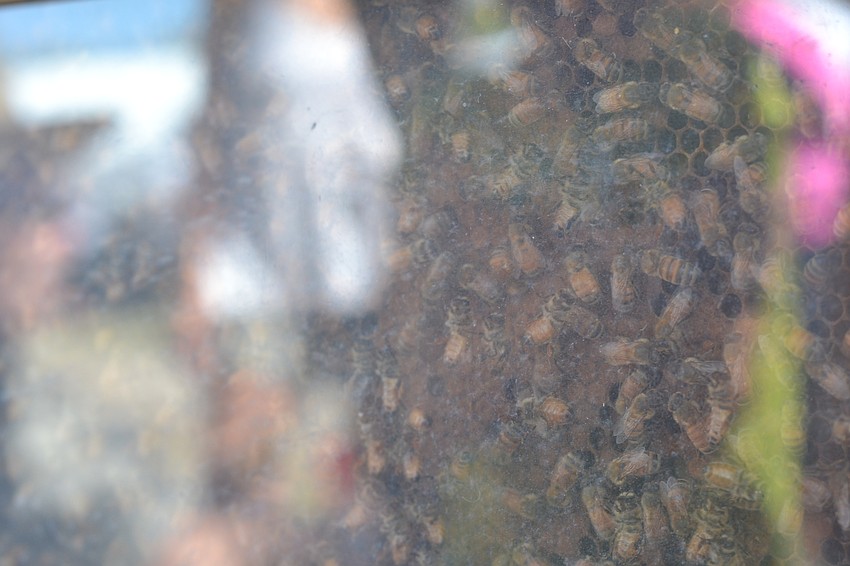 Bees were on display to teach visitors about the impact of the decline of bee colonies.