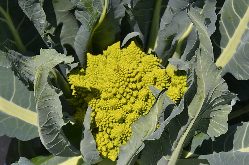 Aside from strawberries, Sweetgrass farms also has organic cauliflower, lettuce, tomatoes and more produce.