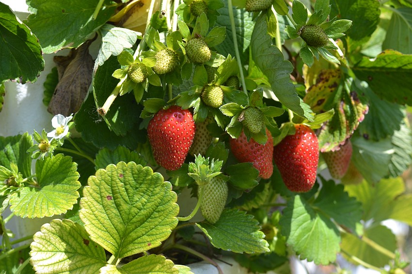 Sweetgrass Farms strawberries were ripe for the picking for guests on Saturday.
