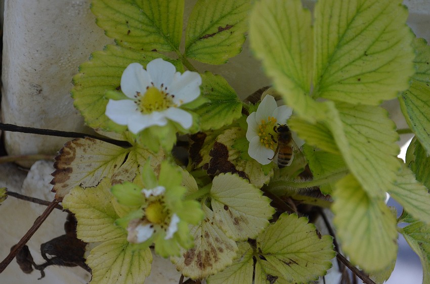 A bee pays a visit to a strawberry blossom at Sweetgrass Farms.