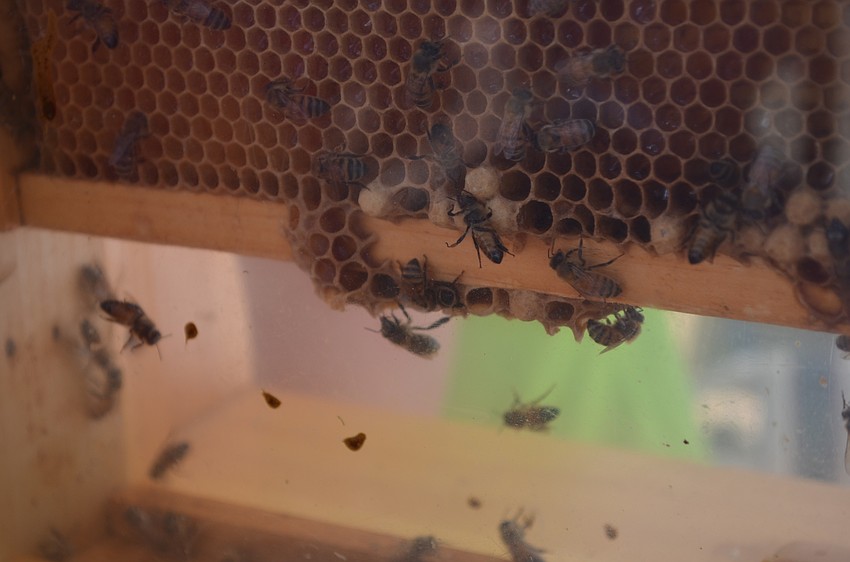 Bees were on display to teach visitors about the impact of the decline of bee colonies.