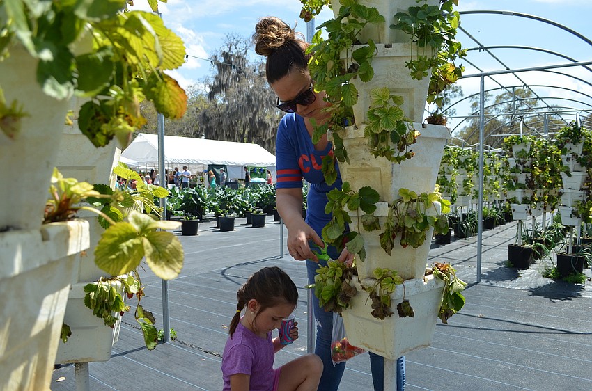 Fiona Pitts and Brittany White pick strawberries at Sweetgrass Farms.