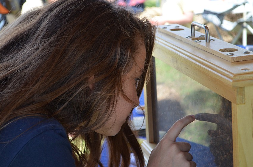 Jocelyn Elkhatib gets a close look at the inner workings of a bee hive.