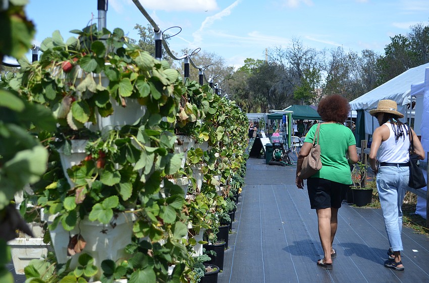 Sweetgrass Farms strawberries were ripe for the picking for guests on Saturday.