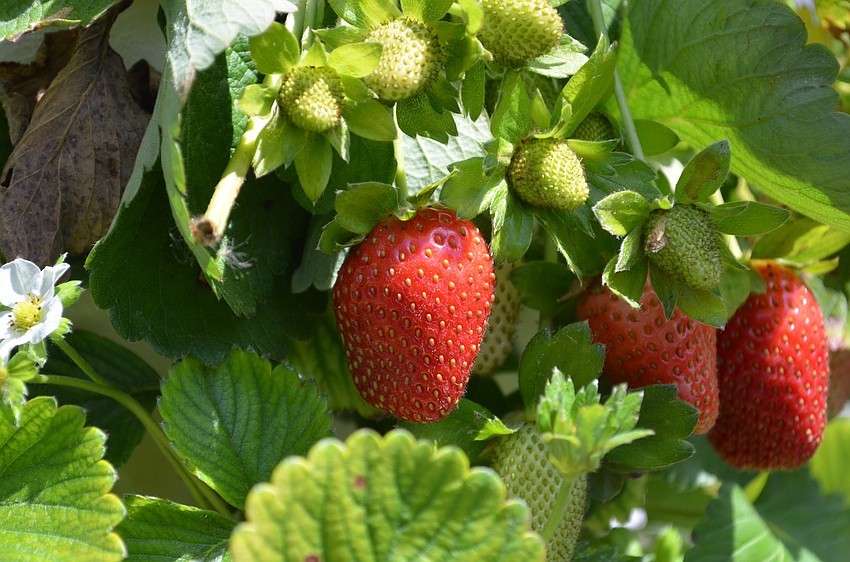 Sweetgrass Farms strawberries were ripe for the picking for guests on Saturday.
