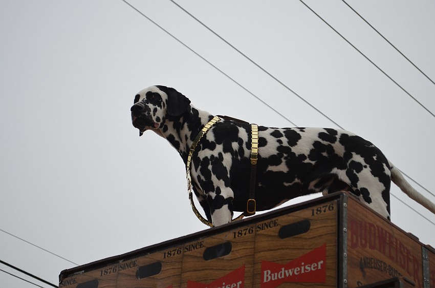 Clyde the dalmatian stands guard on top of the wagon.