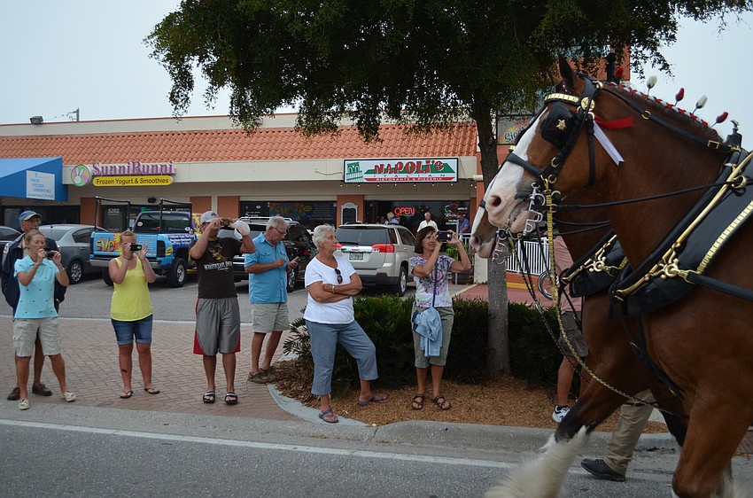 Visitors lined Ocean Boulevard to get a glimpse at Budweiser Clydesdales trotting down through Siesta Key Village.