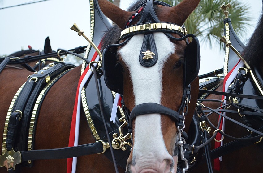 Roger is one of the Budweiser Clydesdales.