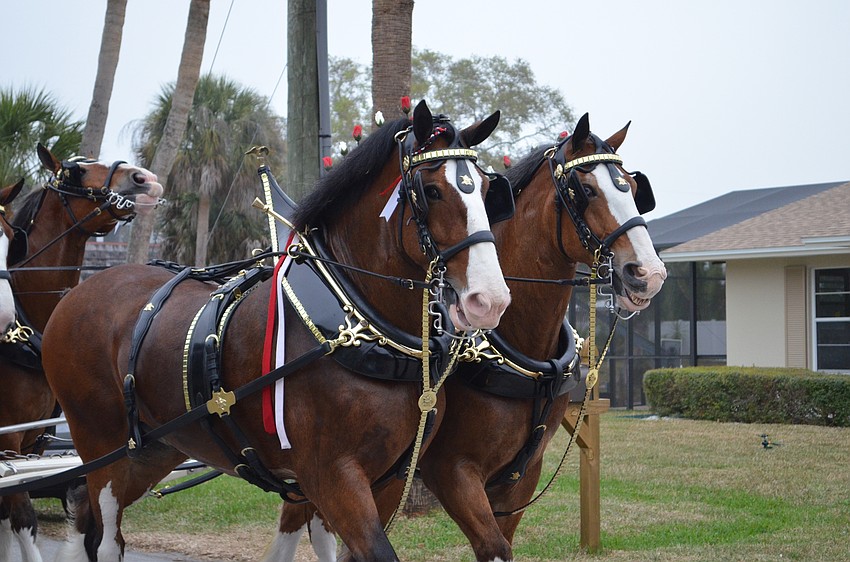 Sparky and Levi lead the horses.