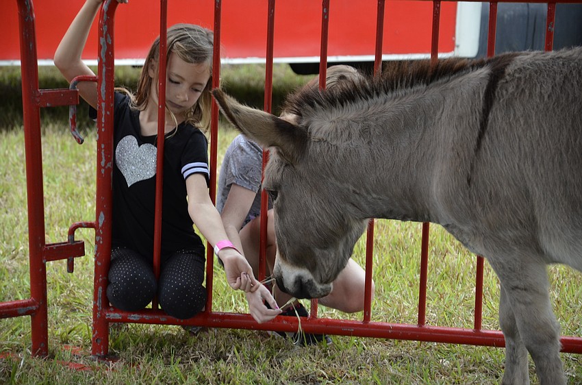 Isabella Bennett of Bradenton tries to give a donkey a treat.