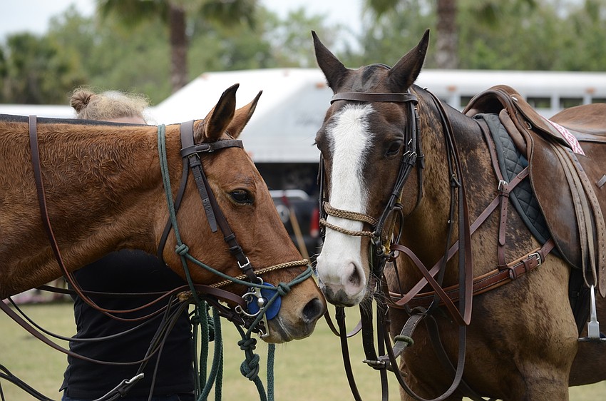 Gata and Monera the polo ponies hang out between chukkers.