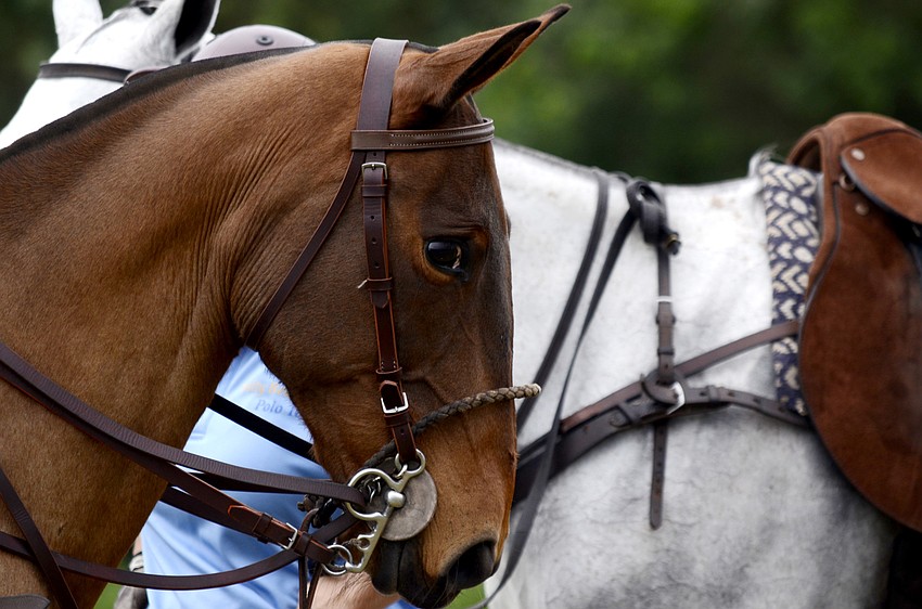 Six teams competed in the two-day tournament.
