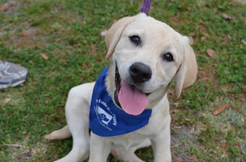 Zoe is a four-month-old puppy in training for Southeastern Guide Dogs.