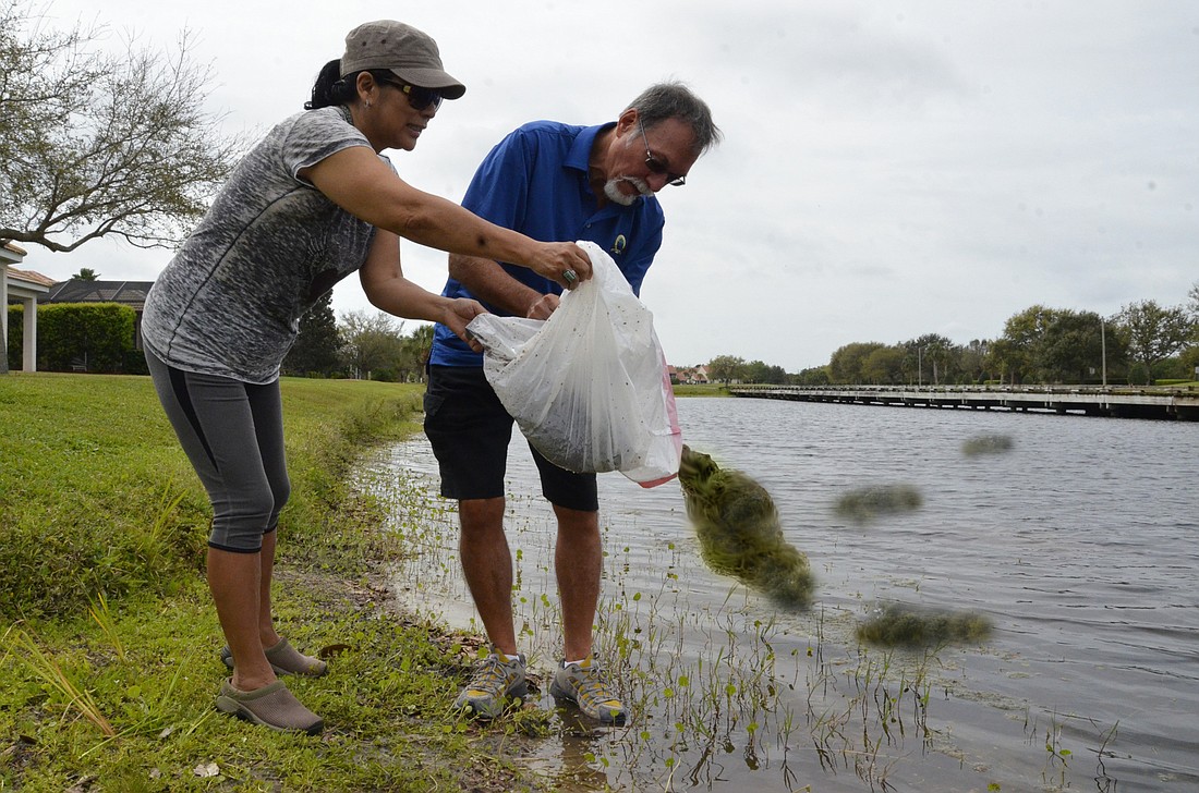 Tara residents Kumiko and Steve Brown dump their ultra-concentrated algae mixture into the pond behind their home.