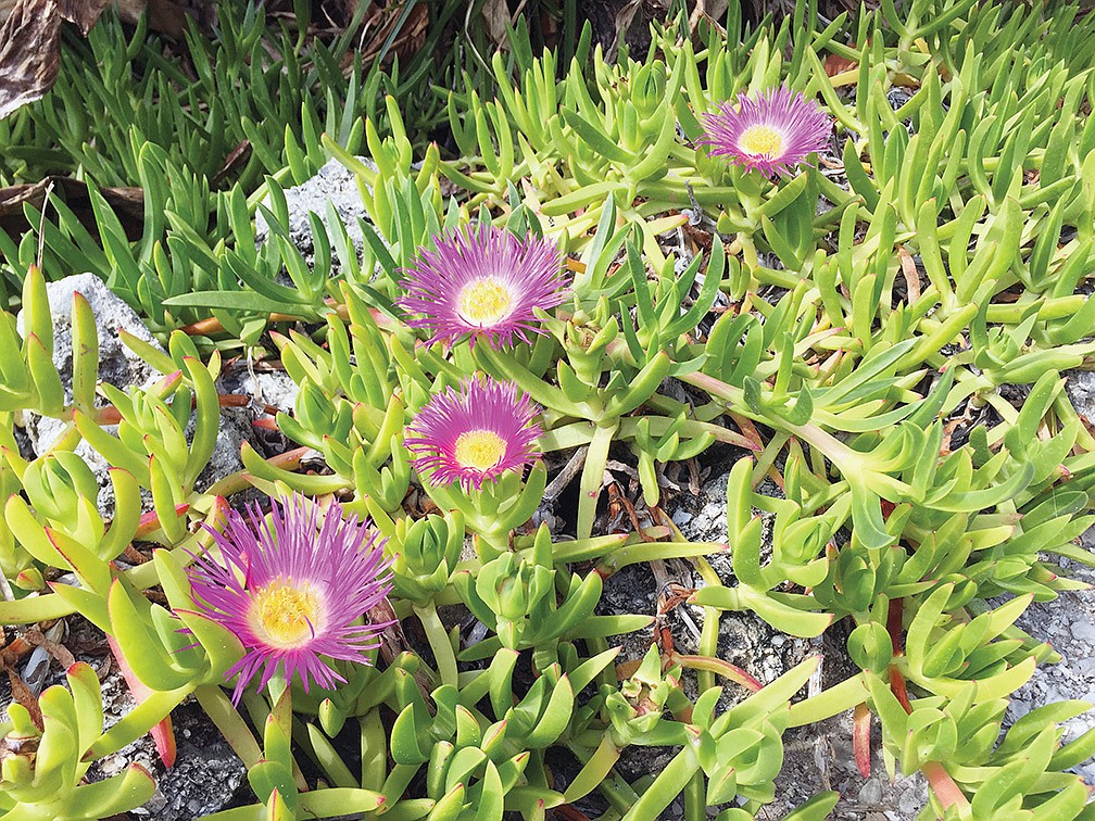 Lee-En Chung submitted this photo of spring blooms on Beach Road on Siesta Key.