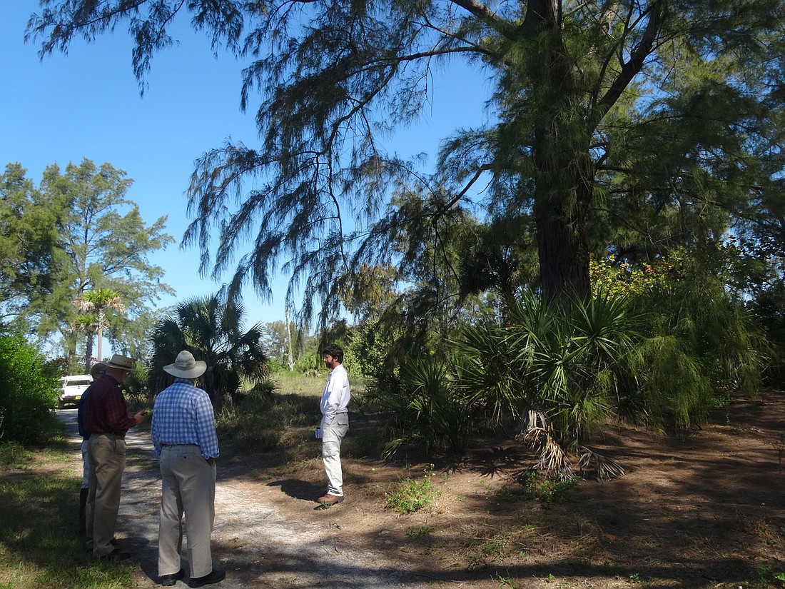 Since 2014, city staff has been working to replace invasive Australian Pines at North Lido Beach with native trees.