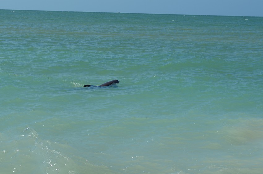 A dolphin appeared near the renourishment site. “We train him to do that,” said Town Manager Dave Bullock.