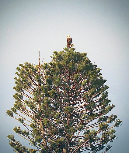 Fred Bethke captured this shot of a bald eagle on Longboat Key.