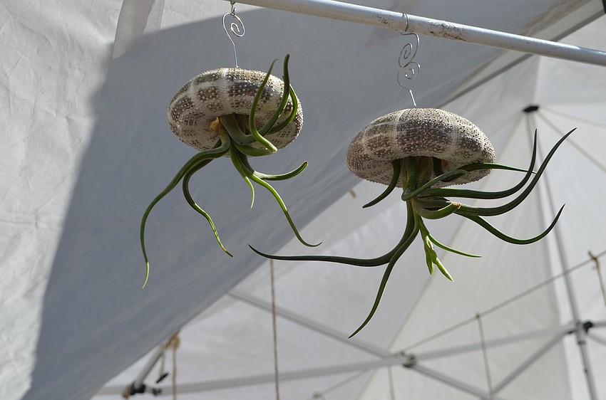 Jellyfish plants hang from the Modern Look Succulents booth.