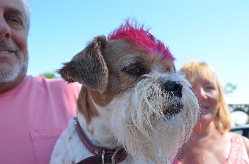 Josie has been having her mohawk died since she was a puppy.