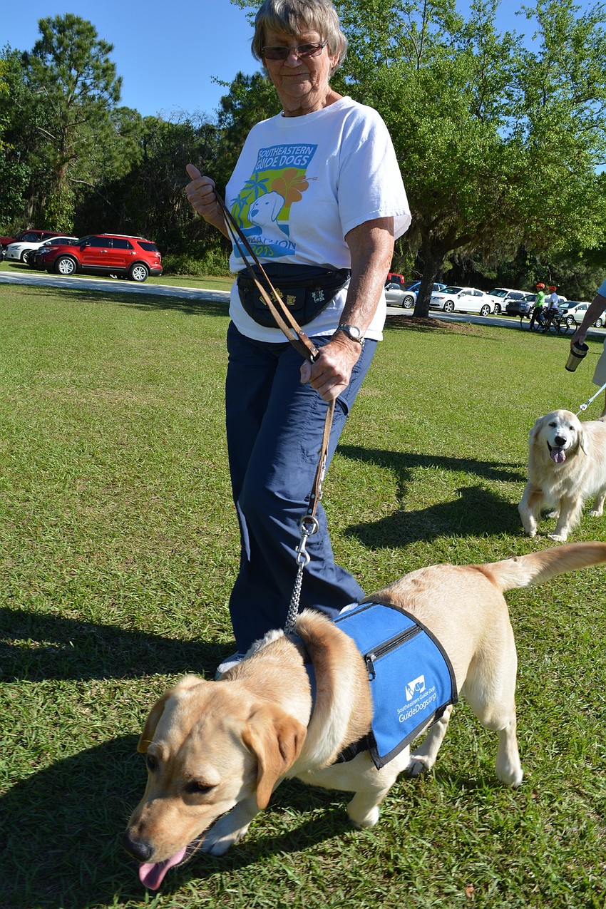 East County resident Shirlee Hardee walks her guide-dog-in-training, Rosie, as part of her training.