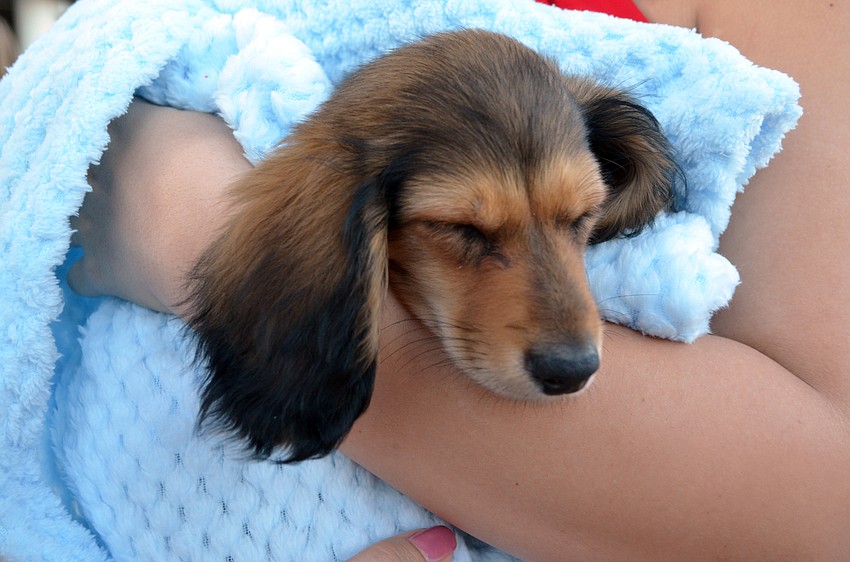 'Puppy Jr.' was up for adoption at Red Hot!