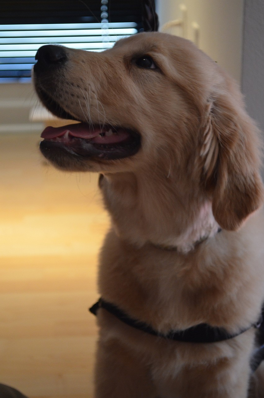 Four-weekold puppy-in-training Jay